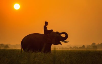 Une Histoire de Lâcher-prise et d’éléphant