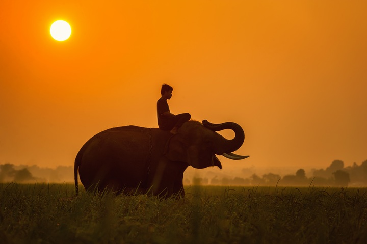 Une Histoire de Lâcher-prise et d’éléphant